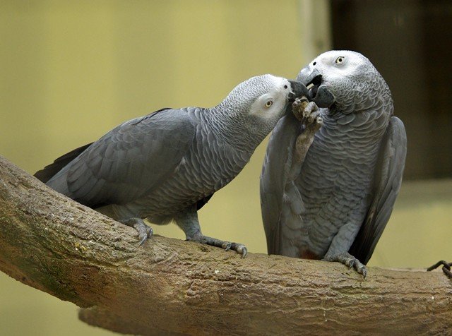 image african-grey-parrot-grey-parrot-nuri-kelabu-afrika-psittacus-erithacus-1-klbp-jpg