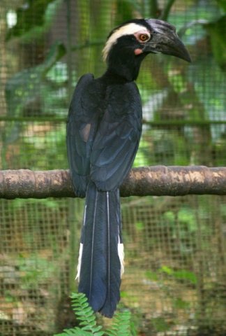 image asian-black-hornbill-malaysian-black-hornbill-black-hornbill-enggang-gatal-birah-anthracoceros-malayanus-female-4-klbp-jpg