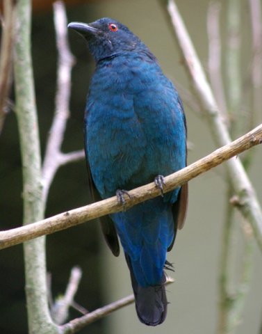 image asian-fairy-bluebird-dendang-gajah-irena-puella-female-9-klbp-jpg