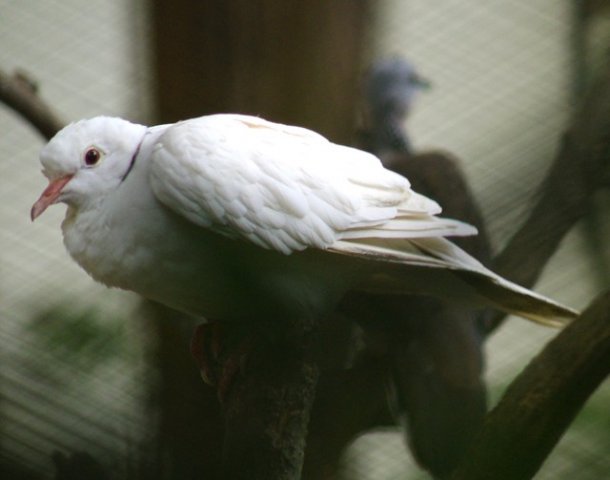 image barbary-dove-ringneck-dove-ring-dove-streptopelia-risoria-1-klbp-jpg