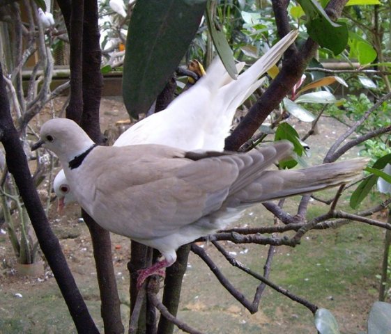 image barbary-dove-ringneck-dove-ring-dove-streptopelia-risoria-2-klbp-jpg