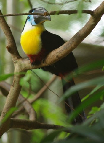 image channel-billed-toucan-ramphastos-vitellinus-2-klbp-jpg