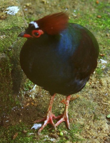 image crested-partridge-red-crowned-wood-partridge-crested-wood-partridge-roul-roul-rollulus-rouloul-1-klbp-jpg