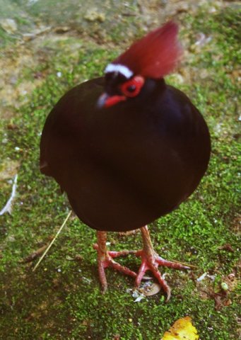 image crested-partridge-red-crowned-wood-partridge-crested-wood-partridge-roul-roul-rollulus-rouloul-2-klbp-jpg