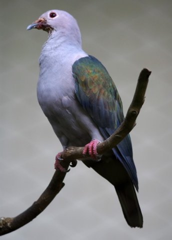 image green-imperial-pigeon-pergam-besar-ducula-aenea-1-klbp-jpg