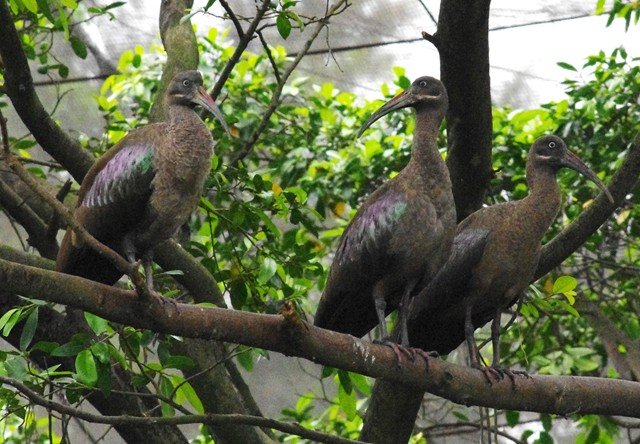 image hadada-ibis-hadeda-ibis-sekendi-hadada-bostrychia-hagedash-2-klbp-jpg