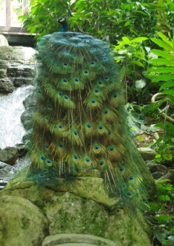 image indian-peafowl-blue-peafowl-merak-biru-pavo-cristatus-peacock-11-klbp-jpg