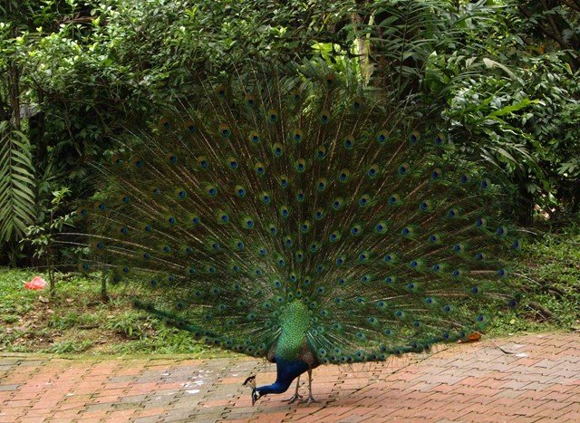 image indian-peafowl-blue-peafowl-merak-biru-pavo-cristatus-peacock-30-klbp-jpg