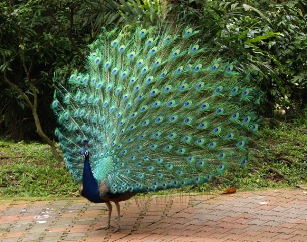 image indian-peafowl-blue-peafowl-merak-biru-pavo-cristatus-peacock-32-klbp-jpg