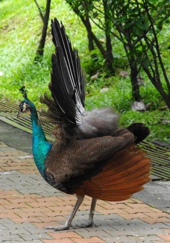 image indian-peafowl-blue-peafowl-merak-biru-young-peacock-07-klbp-jpg