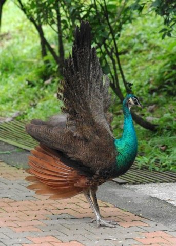 image indian-peafowl-blue-peafowl-merak-biru-young-peacock-13-klbp-jpg
