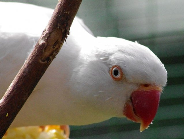 image indian-ringneck-parakeet-psittacula-krameri-albino-white-mutation-11-klbp-jpg