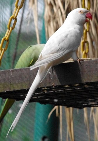 image indian-ringneck-parakeet-psittacula-krameri-albino-white-mutation-12-klbp-jpg