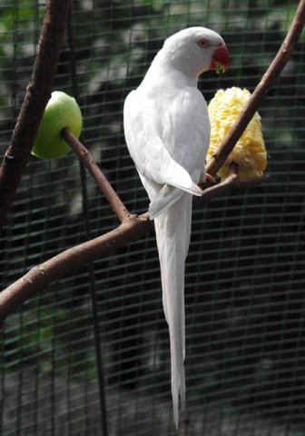 image indian-ringneck-parakeet-psittacula-krameri-albino-white-mutation-2-klbp-jpg