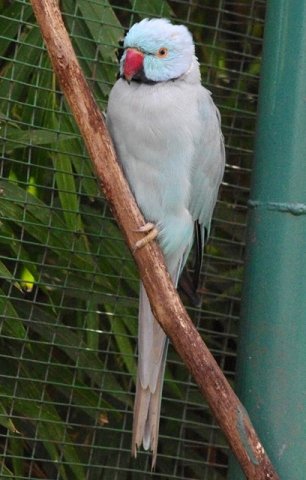image indian-ringneck-parakeet-psittacula-krameri-blue-grey-mutation-2-klbp-jpg