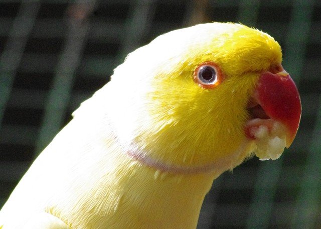 image indian-ringneck-parakeet-psittacula-krameri-lutino-yellow-mutation-11-klbp-jpg