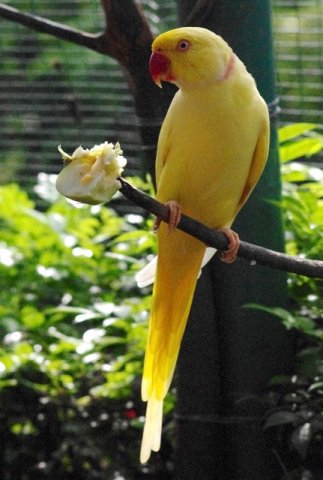 image indian-ringneck-parakeet-psittacula-krameri-lutino-yellow-mutation-5-klbp-jpg