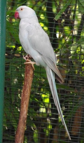 image indian-ringneck-parakeet-grey-mutation-2-klbp-jpg