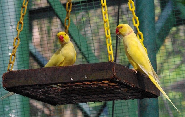 image indian-ringneck-parakeet-lutino-yellow-mutation-1-klbp-jpg