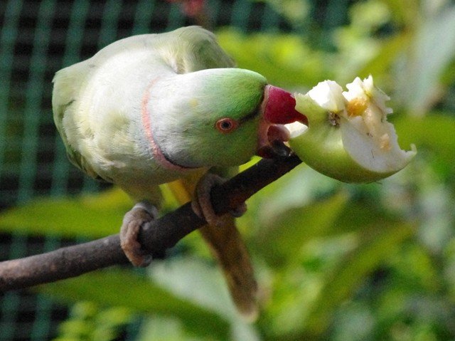 image indian-ringneck-parakeet-rose-ringed-parakeet-bayan-kalung-psittacula-krameri-manillensis-9-klbp-jpg