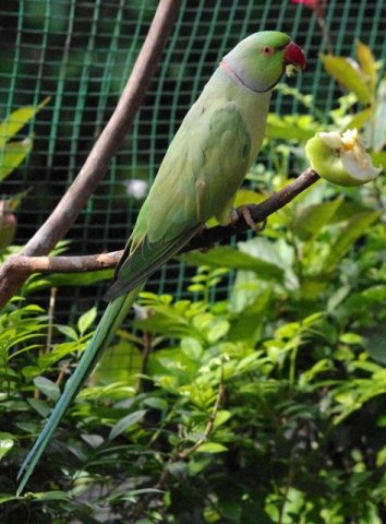 image indian-ringneck-parakeet-rose-ringed-parakeet-bayan-kalung-psittacula-krameri-5-klbp-jpg