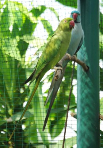 image indian-ringneck-parakeets-sky-blue-cinnamon-blue-mutation-on-right-klbp-jpg