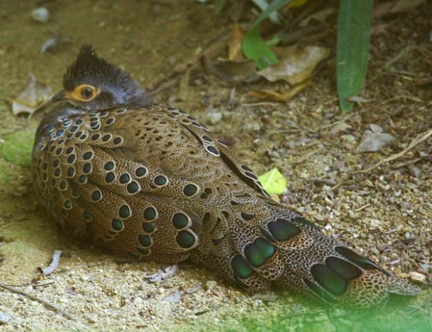 image malayan-peacock-pheasant-crested-peacock-pheasant-merak-pongsu-polyplectron-malacense-male-2-klbp-jpg