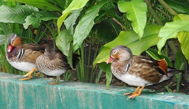image mandarin-duck-itik-mandarin-aix-galericulata-2-young-males-with-female-in-centre-klbp-jpg