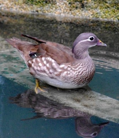 image mandarin-duck-itik-mandarin-aix-galericulata-female-5-klbp-jpg