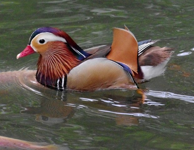 image mandarin-duck-itik-mandarin-aix-galericulata-male-2-klbp-jpg