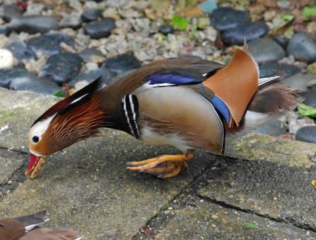 image mandarin-duck-itik-mandarin-aix-galericulata-male-9-klbp-jpg