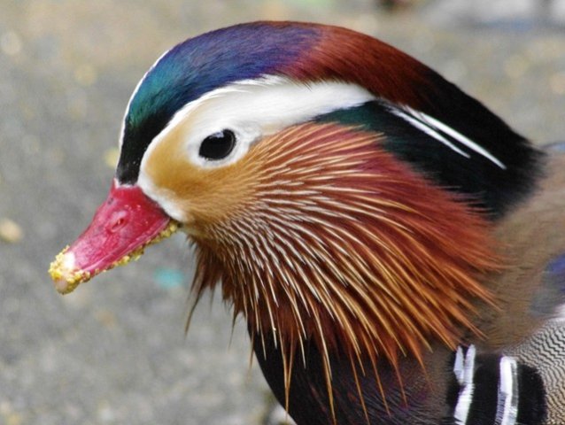 image mandarin-duck-itik-mandarin-aix-galericulata-male-head-2-klbp-jpg