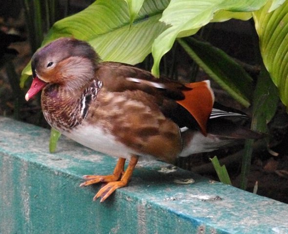image mandarin-duck-itik-mandarin-aix-galericulata-young-male-klbp-jpg