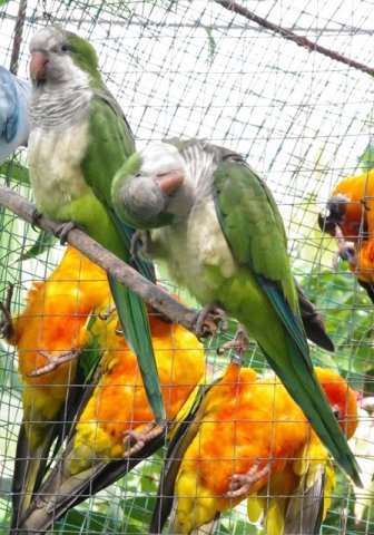 image monk-parakeet-quaker-parrot-myiopsitta-monachus-4-klbp-jpg