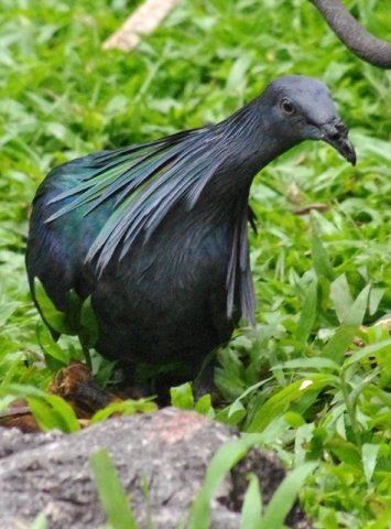 image nicobar-pigeon-punai-emas-caloenas-nicobarica-5-klbp-jpg