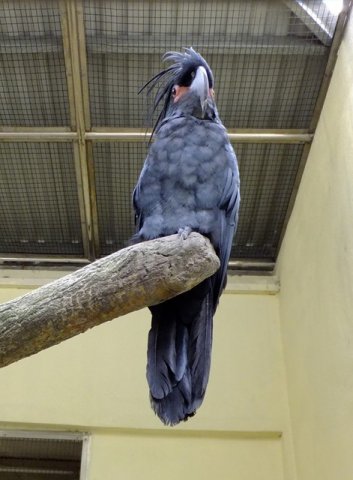 image palm-cockatoo-goliath-cockatoo-kakaktua-raja-probosciger-aterrimus-1-klbp-jpg