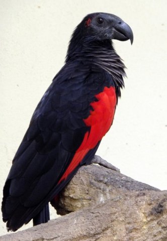 image pesquets-parrot-vulturine-parrot-nuri-kabare-psittrichas-fulgidus-3-klbp-jpg