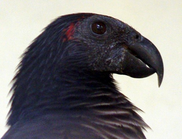 image pesquets-parrot-vulturine-parrot-nuri-kabare-psittrichas-fulgidus-head-klbp-jpg