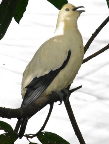 image pied-imperial-pigeon-pergam-rawa-ducula-bicolor-3-klbp-jpg