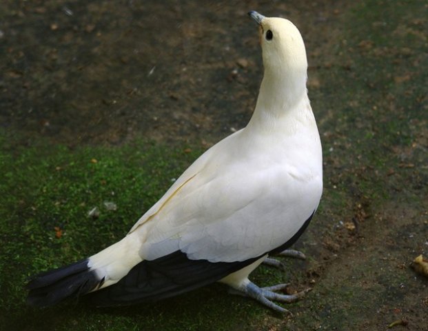 image pied-imperial-pigeon-pergam-rawa-ducula-bicolor-7-klbp-jpg