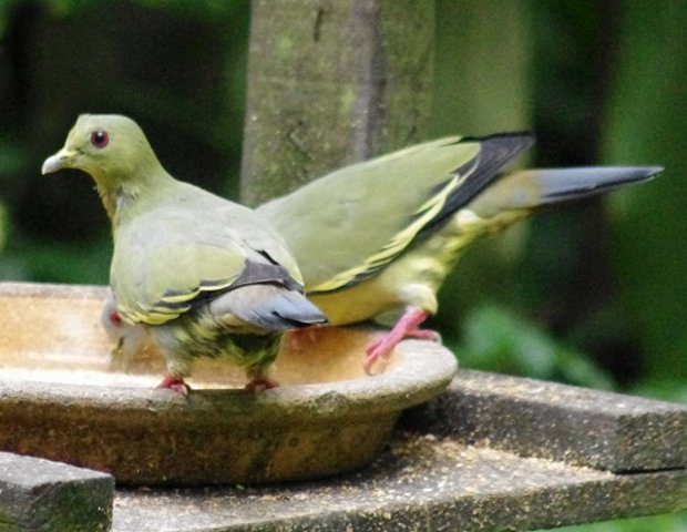 image pink-necked-green-pigeon-punai-gading-treron-vernans-grey-head-male-green-head-female-2-klbp-jpg