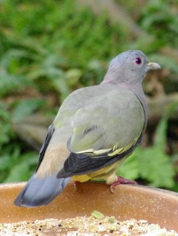 image pink-necked-green-pigeon-punai-gading-treron-vernans-male-2-klbp-jpg