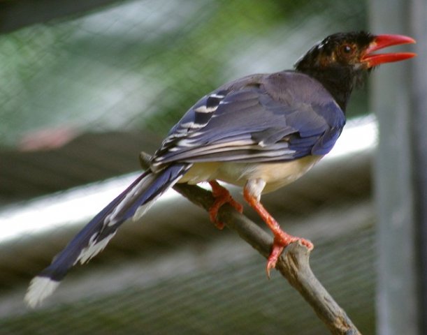 image red-billed-blue-magpie-urocissa-erythrorhyncha-7-klbp-jpg