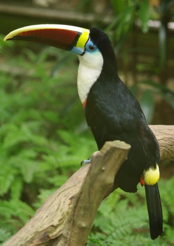 image red-billed-toucan-white-throated-toucan-burung-toucan-paruh-merah-ramphastos-tucanus-5-klbp-jpg