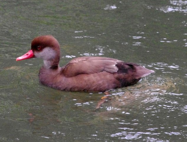 image red-crested-pochard-itik-berjambul-netta-rufina-male-2-klbp-jpg