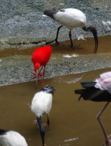 image sacred-ibis-and-scarlet-ibis-klbp-jpg