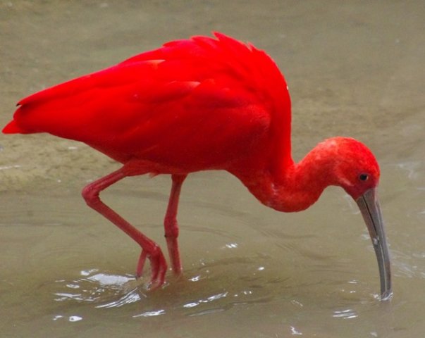 image scarlet-ibis-sekendi-merah-eudocimus-ruber-9-klbp-jpg