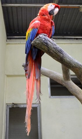 image scarlet-macaw-ara-macao-2-klbp-jpg