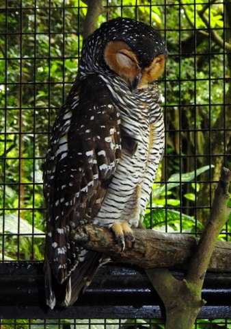 image spotted-wood-owl-burung-hantu-carik-kafan-strix-seloputo-1-klbp-jpg