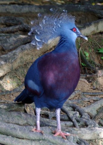 image victoria-crowned-pigeon-merpati-mahkota-goura-victoria-3-klbp-jpg